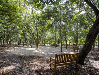 Bosque Arboreto
