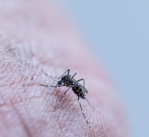 Controle e Combate ao Mosquito da Dengue